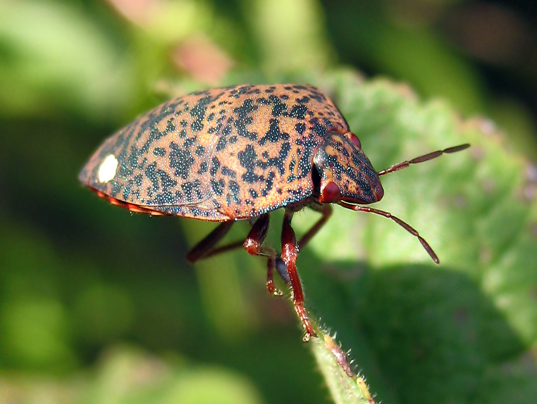 Scutelleridae: Solenosthedium bilunatum